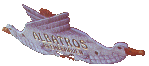 Albatros