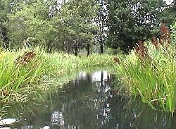Spreewald