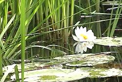 Spreewald