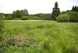Wollgraswiese