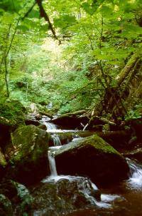 Lotenbachklamm