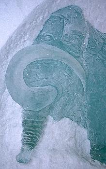 Mammut