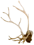 Geweih