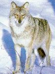 Wolf