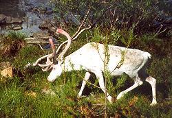 Albino-Rentier