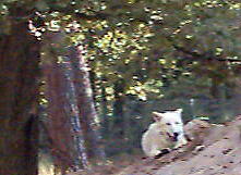 Polarwolf