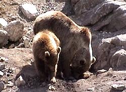 Braunb�r