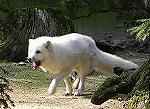 Eisfuchs