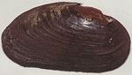Flu�perlmuschel