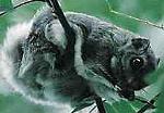 Gleith�rnchen
