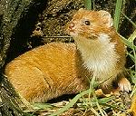 Mauswiesel