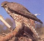 Merlin