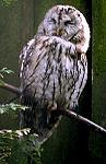 Rauhfu�kauz