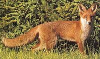 Rotfuchs