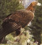 Steinadler