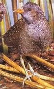 T�pfelsumpfhuhn