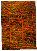 Rune