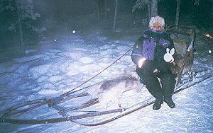 10 Hundeschlitten - Lappland