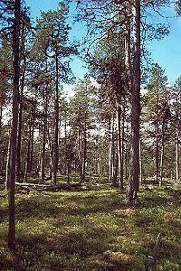 61 Landschaft - Norwegen
