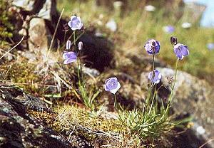 65 Blumen in Hammerfest - Norwegen