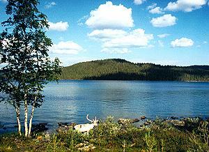 144 Rentier am Inarisee - Finnland