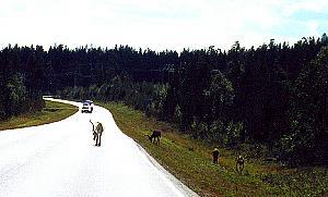 164 Rentiere - Finnland