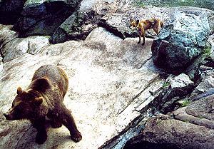 172 Braunb�r und Rotfuchs - Norwegen