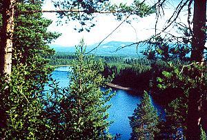 177 In den W�ldern - Schweden