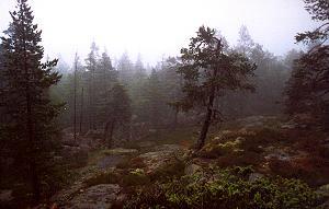 190 Skuleskogen Nationalpark - Schweden