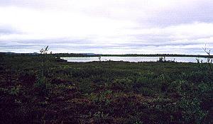 198 Fjell / Lappland - Norwegen