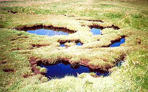 202 Im Moor - Schottland