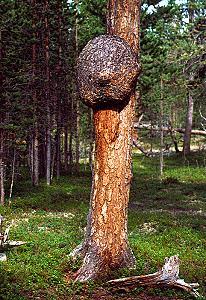 203 Im Lemmenjoki Nationalpark - Finnland