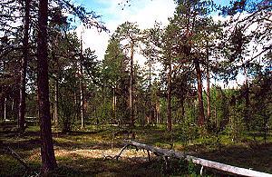 212 Lichter Wald - Finnland