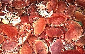 300 Taschenkrebse / Fischmarkt Bergen - Norwegen