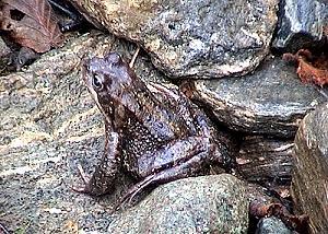 294 Frosch bei der Trollkyrkja - Norwegen